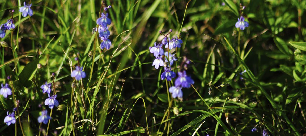 canada toadflax
